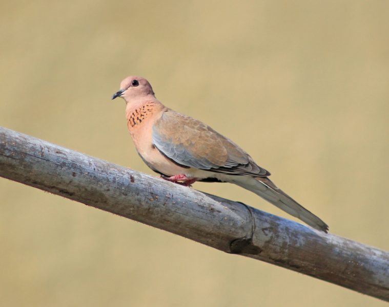 laughing dove