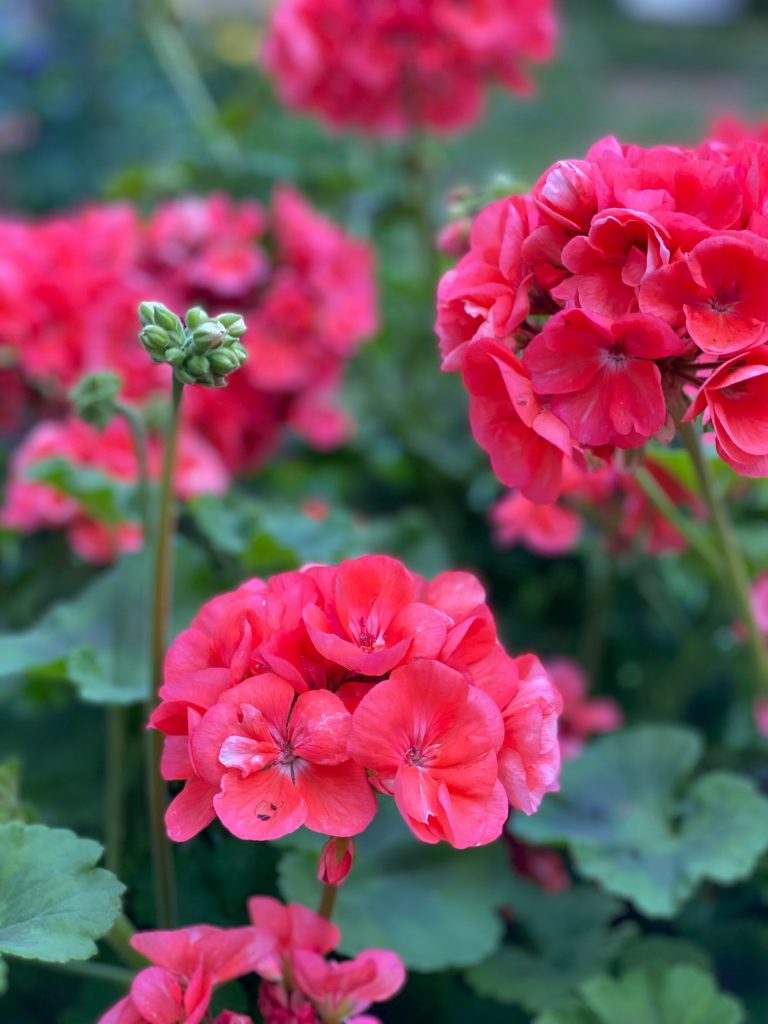 geranium