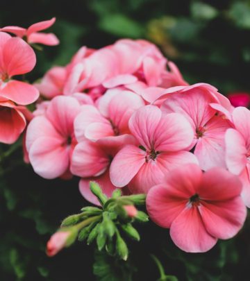 geranium