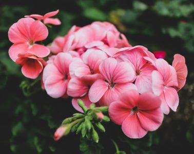 geranium