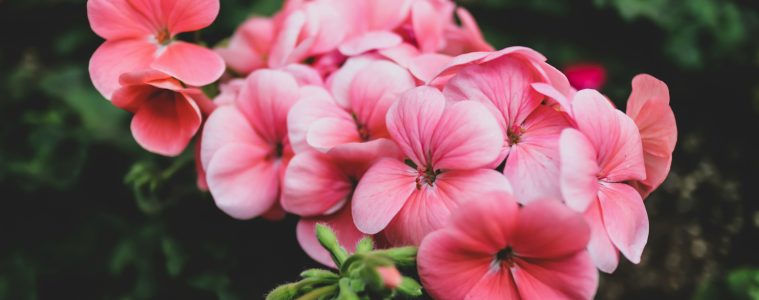 geranium