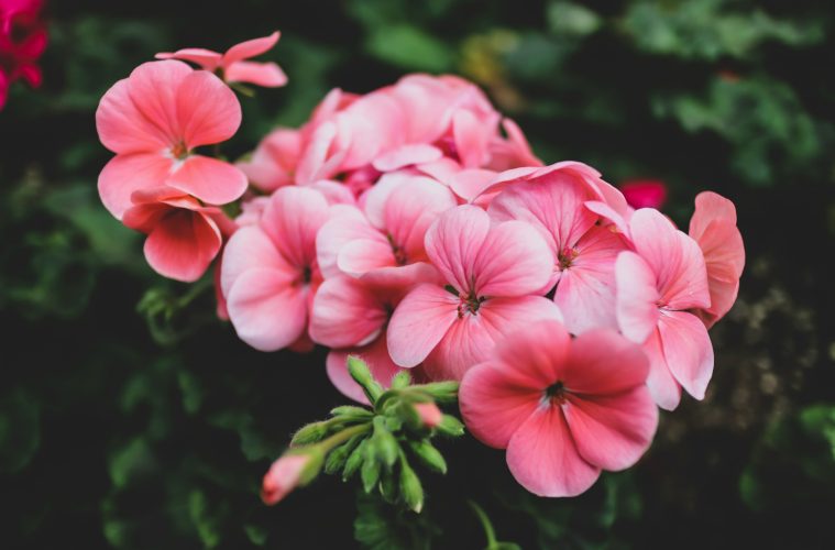 geranium