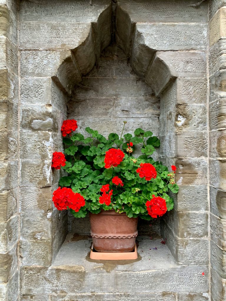 geranium