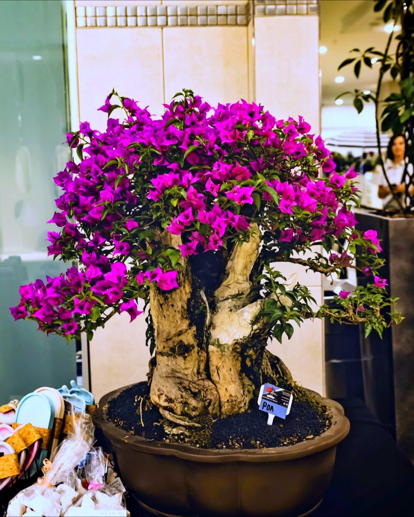 bonsai