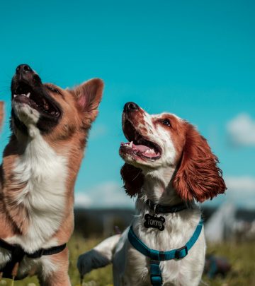 dog