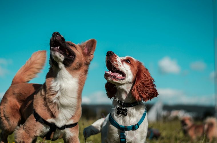 dog