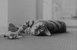 cat