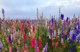 snapdragons