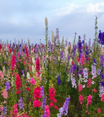 snapdragons