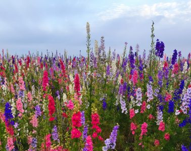 snapdragons