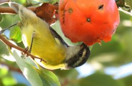 birds