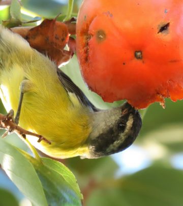 birds