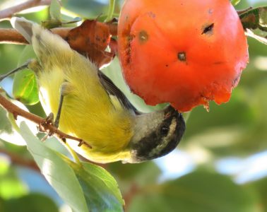 birds