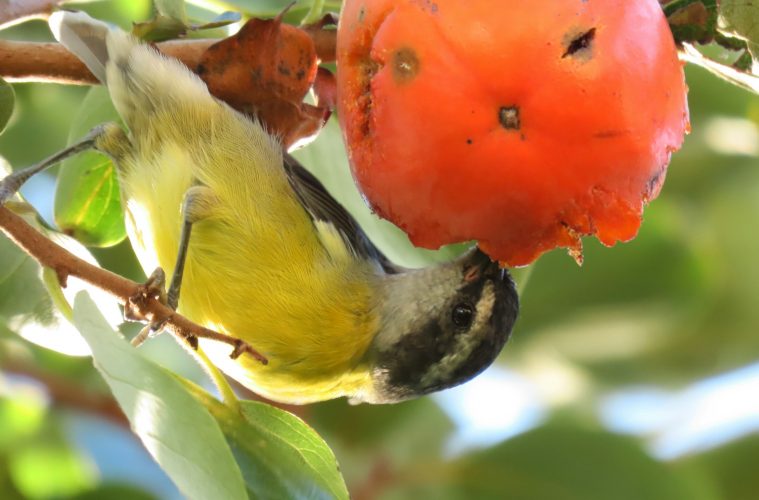 birds