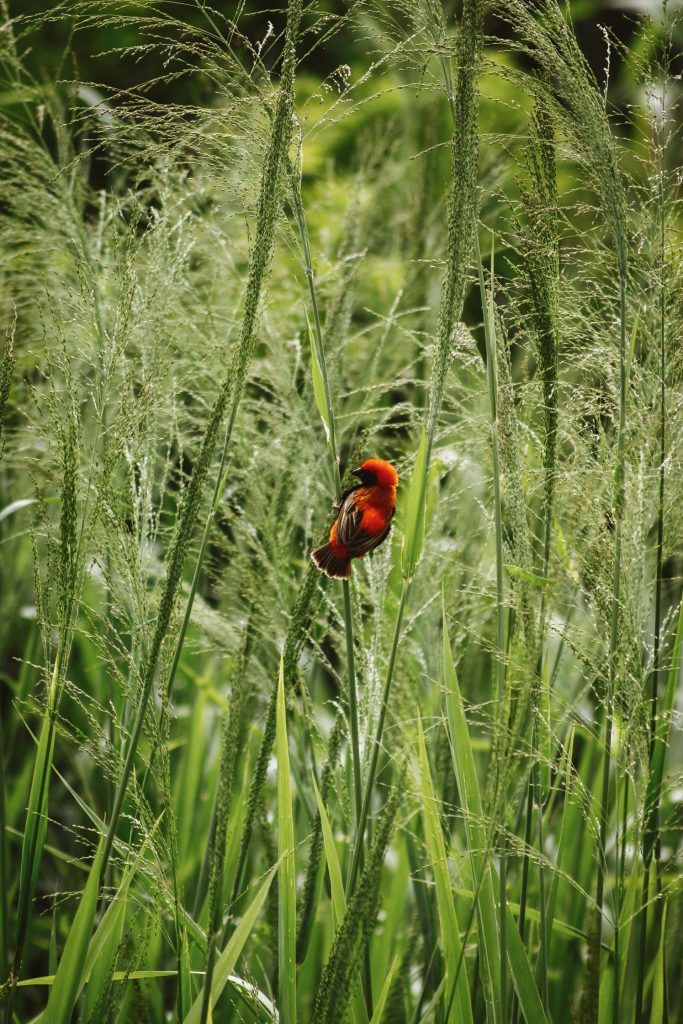 southern red bishop