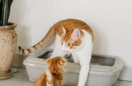 cat litter box