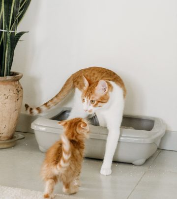 cat litter box