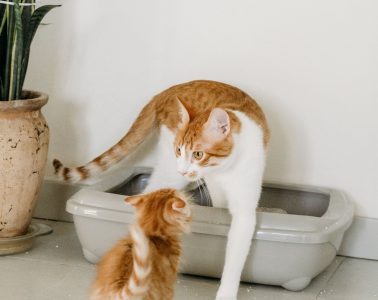 cat litter box