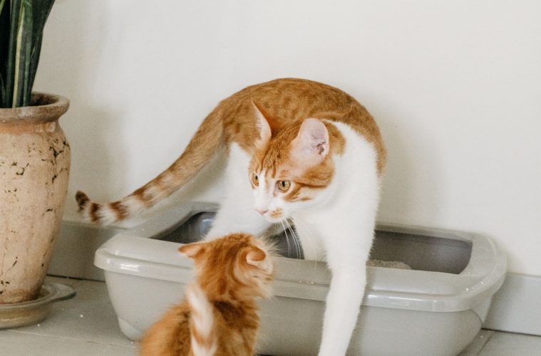 cat litter box