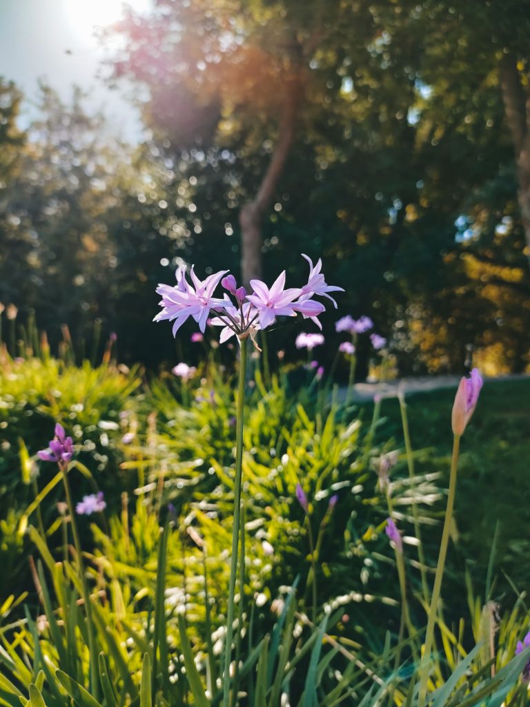 garlic
