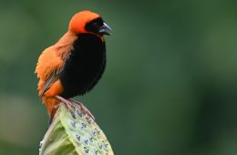 southern red bishop
