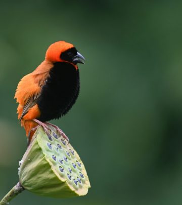 southern red bishop