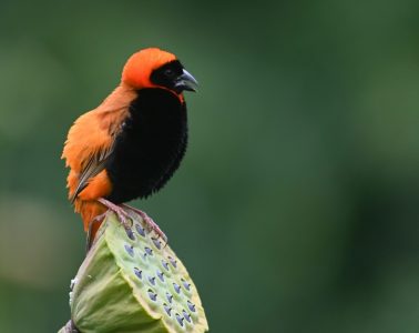 southern red bishop