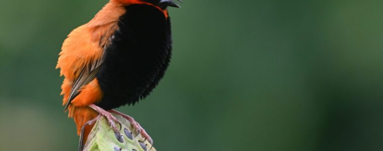 southern red bishop
