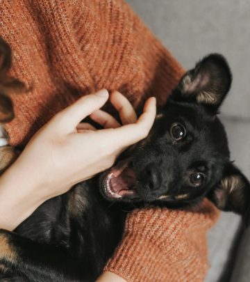 pets