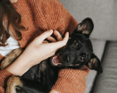 pets