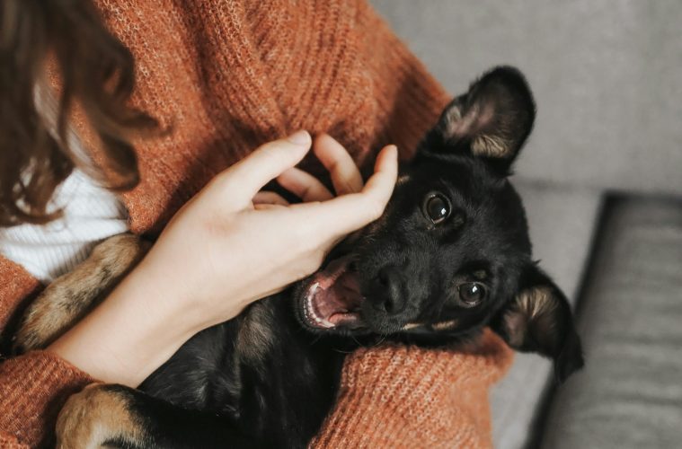 pets