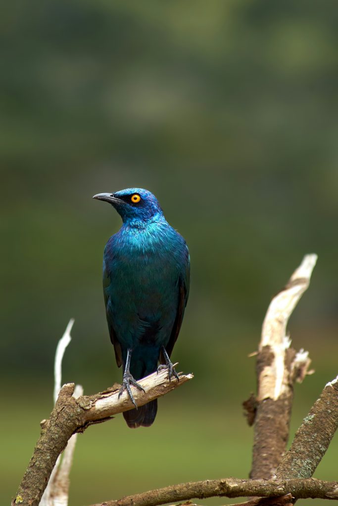 starling