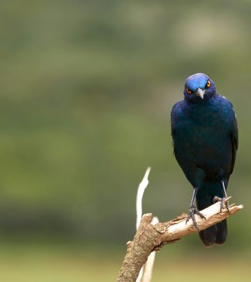 starling