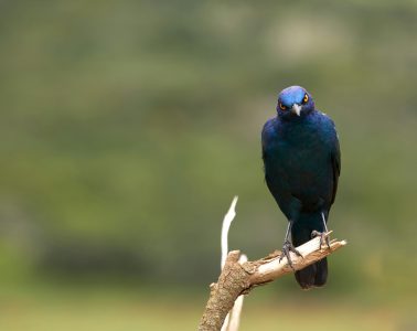 starling