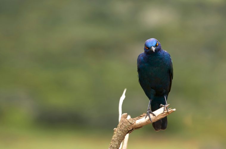 starling