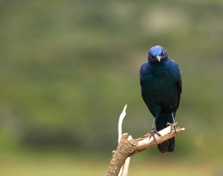 starling